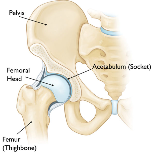 Normal hip anatomy.